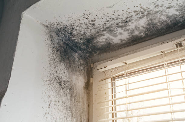 Trusted Attic Mold Removal service in Lindenhurst, IL - Cheap Mold Removal