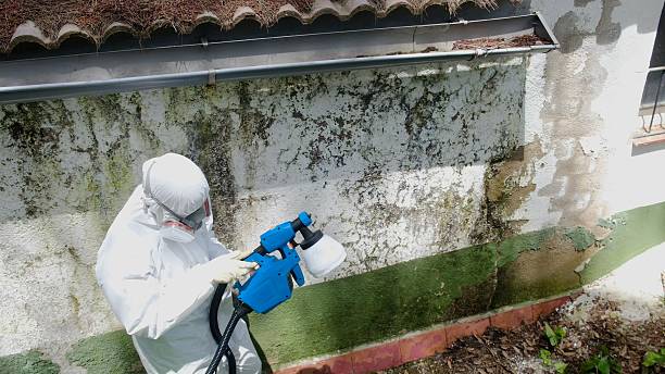 Trusted Commercial Mold Remediation service in Lindenhurst, IL - Cheap Mold Removal